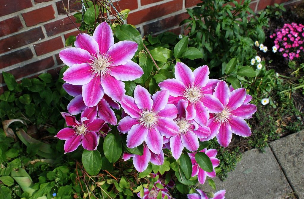 Clematis dock ruppel Clematis dock ruppel