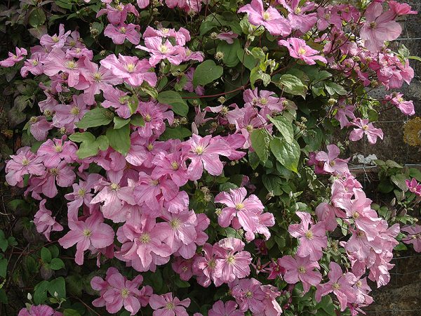 Fotografia a popis Clematis Comtesse de Boucher Fotografia a popis Clematis Comtesse de Boucher