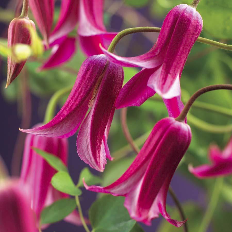Princezná diana clematis