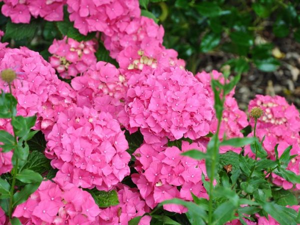 Hydrangea alpengluchen Hydrangea alpengluchen