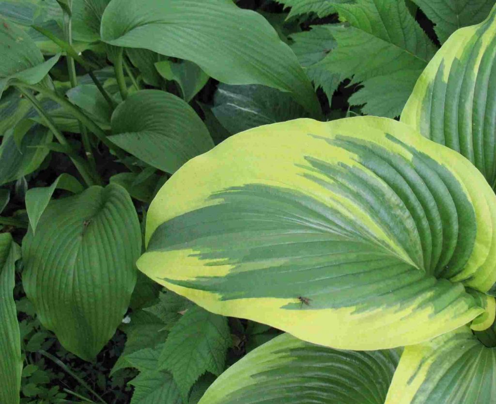 Hosta montana aureomarginate Hosta montana aureomarginate
