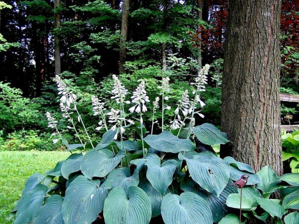 Hosta modrý anjel Hosta modrý anjel