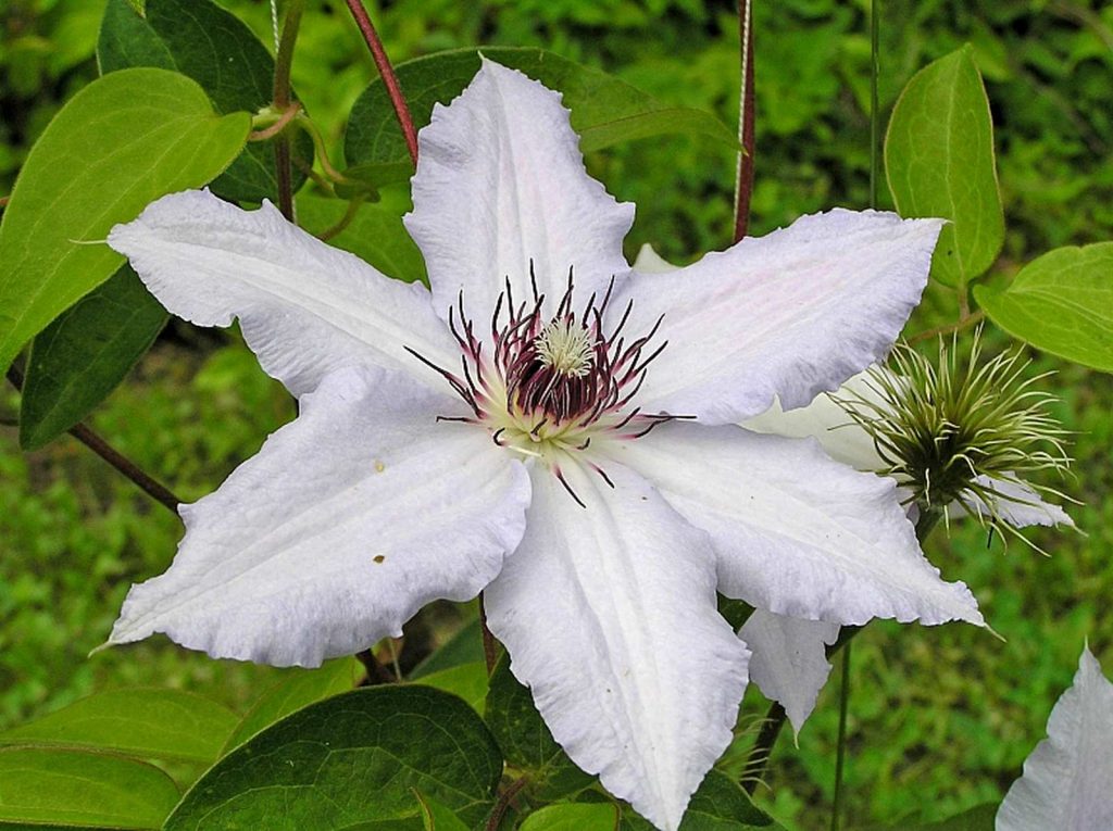 Fotografia snehovej kráľovnej Clematis