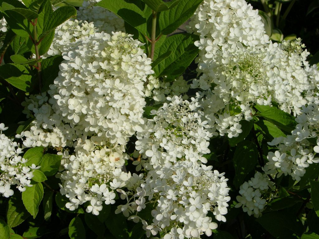 Recenzie na Hydrangea dentel de gorron