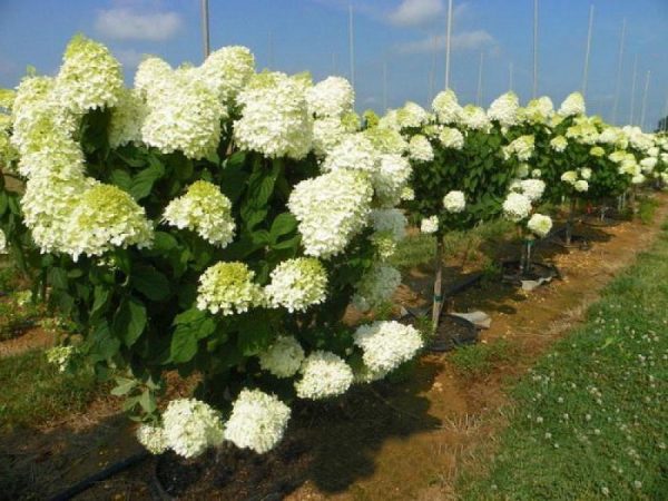 Popis odrody ľadový medveď Hydrangea paniculata Popis odrody ľadový medveď Hydrangea paniculata