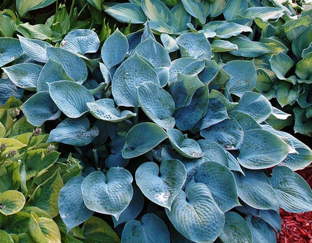 Hosta neskoro Halcyon Hosta neskoro Halcyon