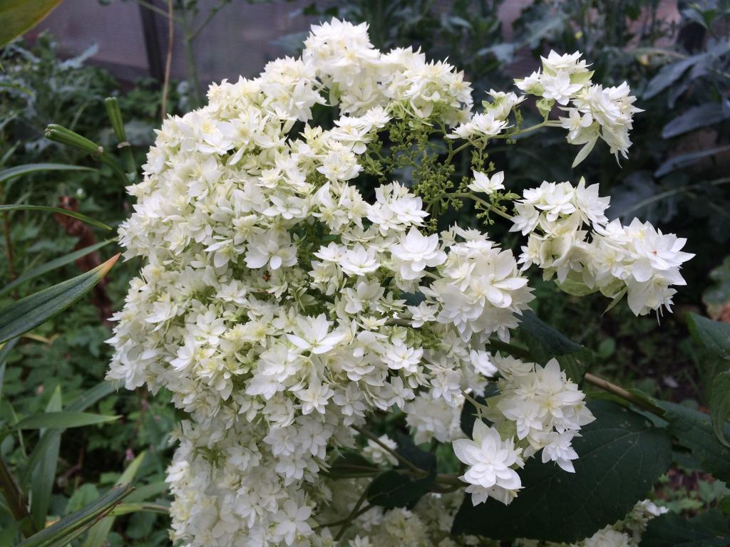 Hortenzia treelike froté seno hviezdice Hortenzia treelike froté seno hviezdice