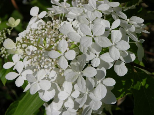 Hydrangea paniculata Levana fotografia a popis Hydrangea paniculata Levana fotografia a popis
