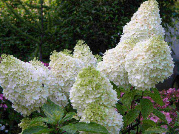 Hydrangea paniculata hortenzia paniculata málo vápna Hydrangea paniculata hortenzia paniculata málo vápna