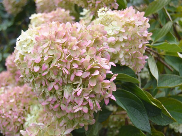 Hydrangea paniculata málo vápna Hydrangea paniculata málo vápna