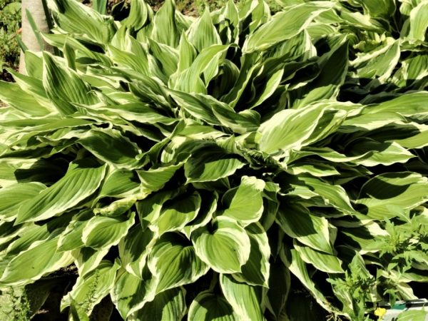 Hosta hosta guacamole Hosta hosta guacamole