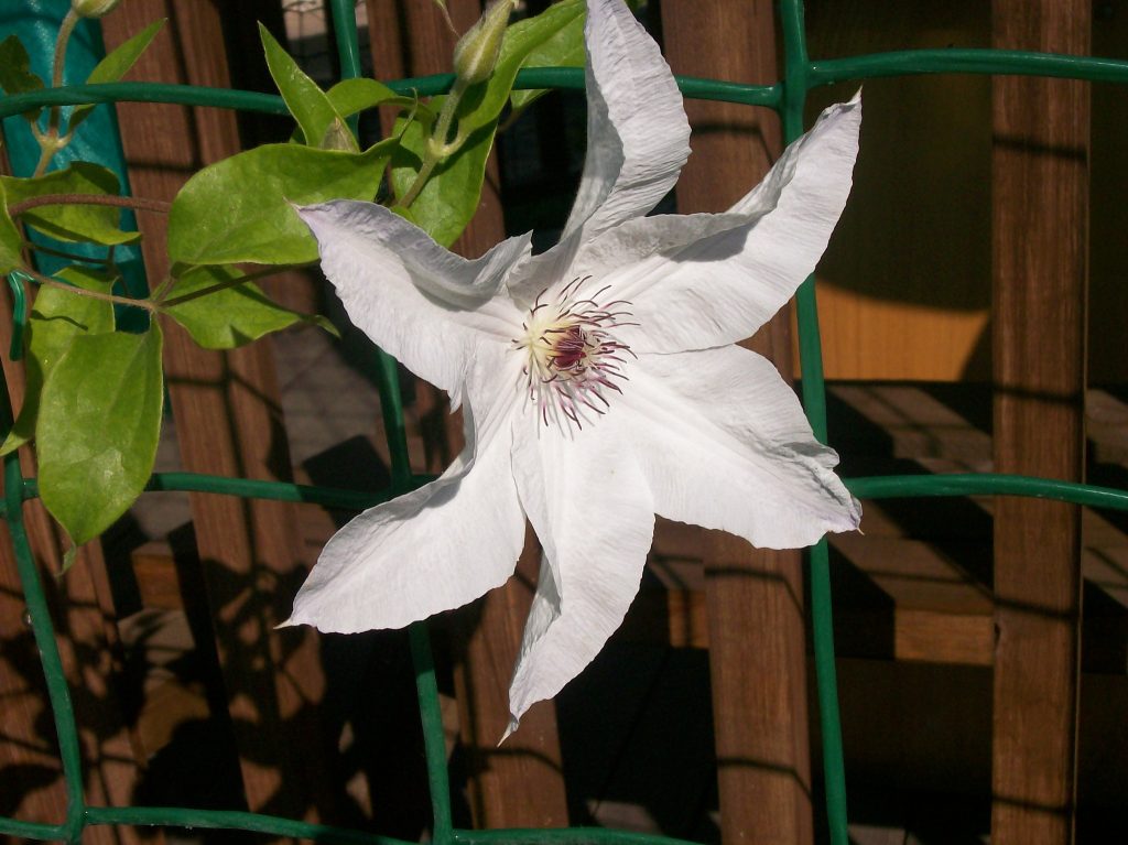 Fotografia Clematis Beauty Bride Fotografia Clematis Beauty Bride