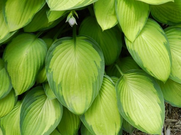 Popis fotografie hosta guacamole Popis fotografie hosta guacamole