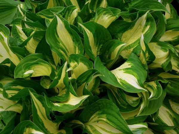 Hosta guacamole fotka Hosta guacamole fotka