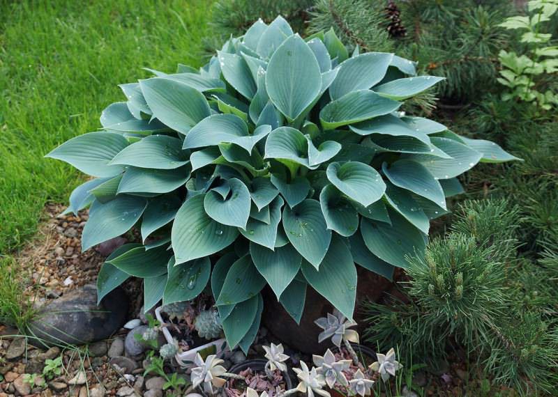 Hosta Halcyon fotka Hosta Halcyon fotka