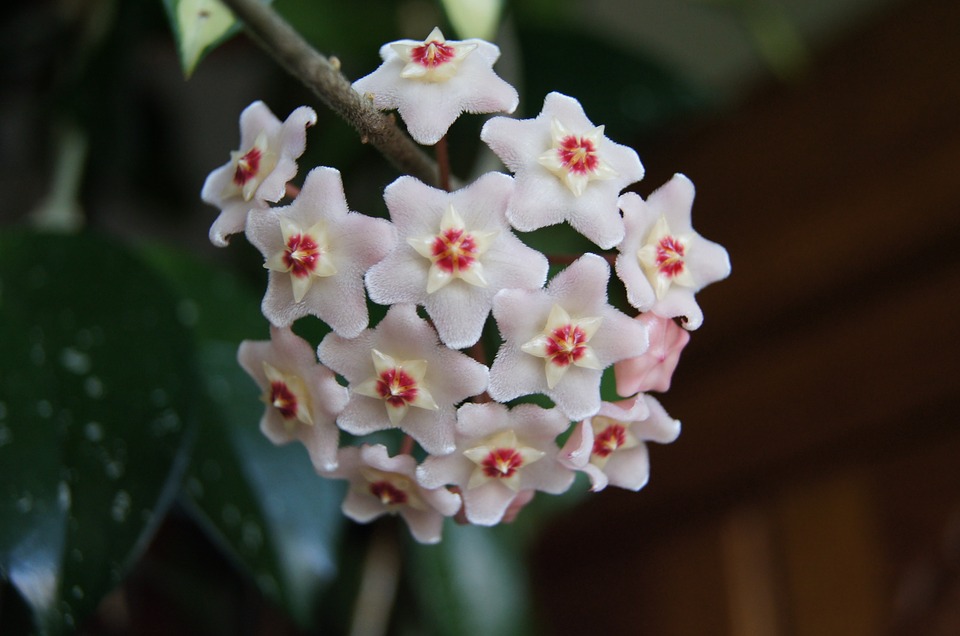 Exotická trikolóra Hoya Exotická trikolóra Hoya