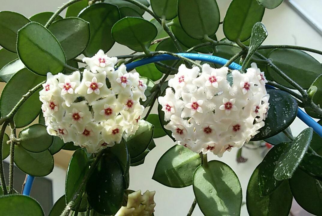 Starostlivosť Hoya Matilda Starostlivosť Hoya Matilda