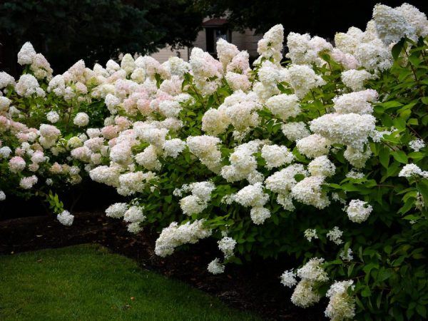 Popis bomby Hydrangea paniculata: Popis bomby Hydrangea paniculata: