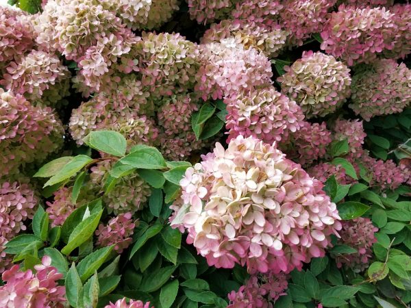 Hydrangea paniculata hortenzia paniculata reflektor Hydrangea paniculata hortenzia paniculata reflektor