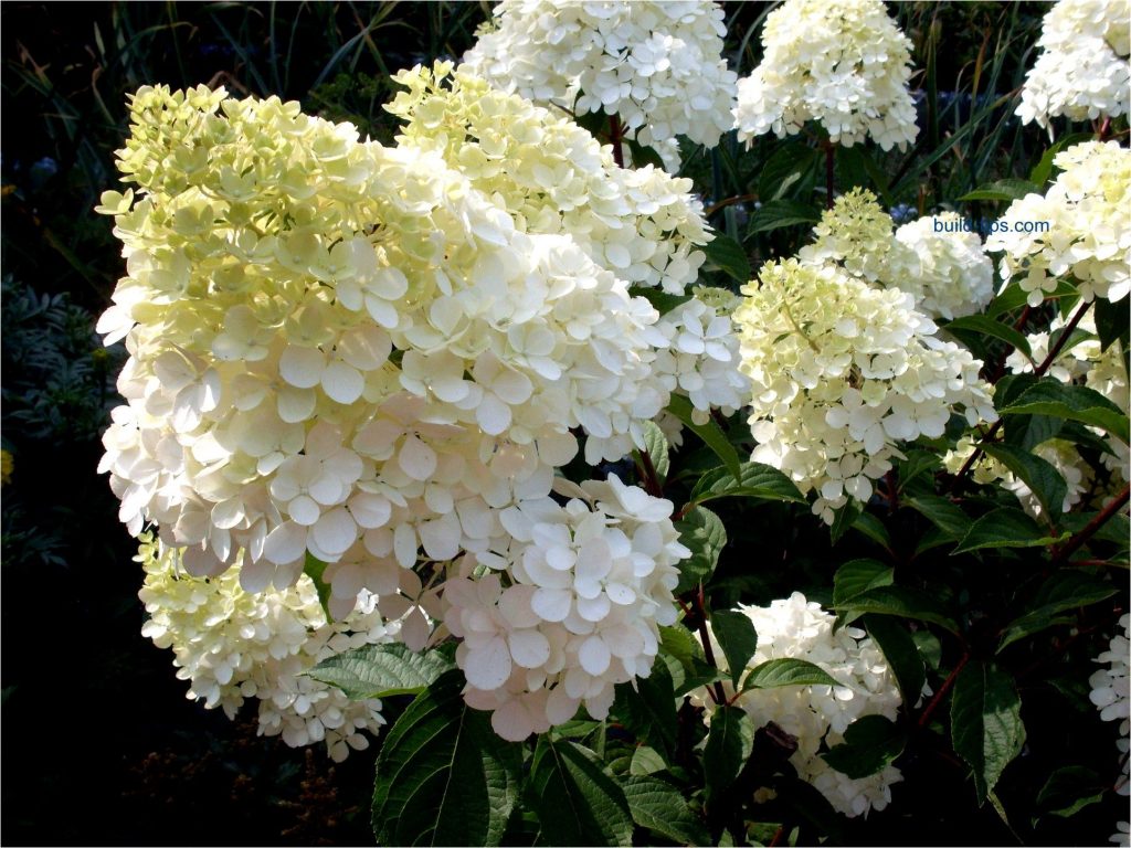 Fotografia dolly Hydrangea paniculata Fotografia dolly Hydrangea paniculata
