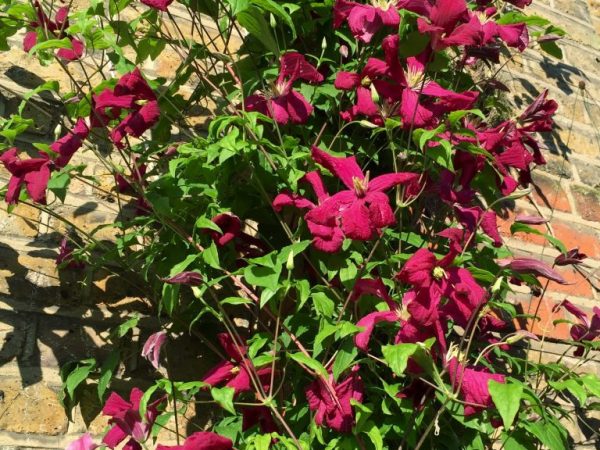 Fotografie madame julia correvon clematis