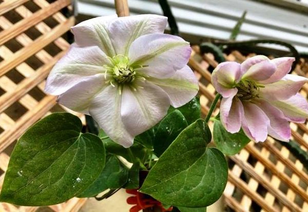 Clematis nevinný rumenec Clematis nevinný rumenec