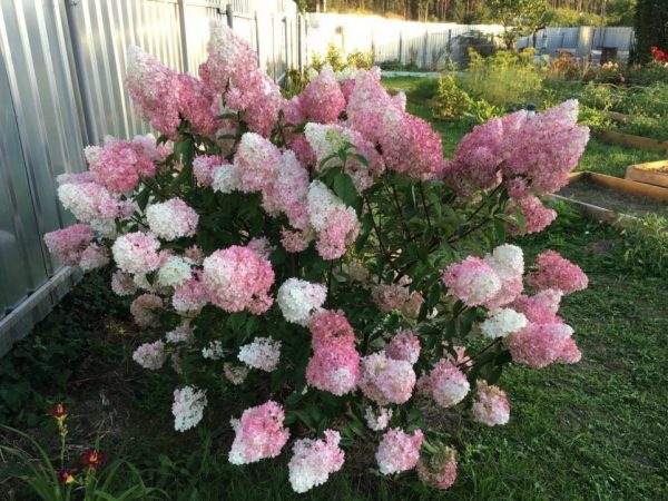 Ružová dáma hortenzie paniculata Ružová dáma hortenzie paniculata