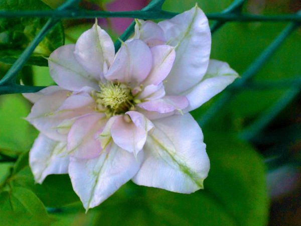 Clematis nevinný žaluď fotka a popis Clematis nevinný žaluď fotka a popis