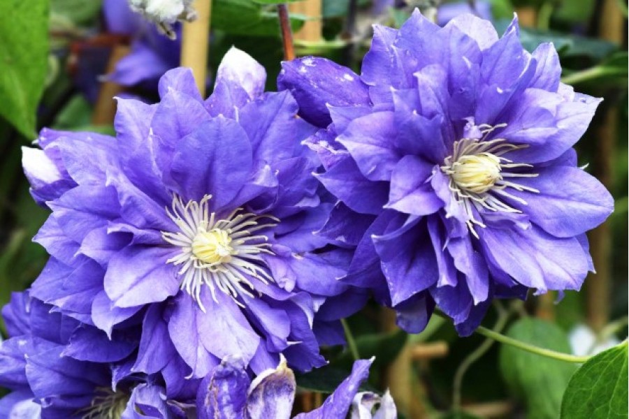 Clematis kiri te príkop fotografie Clematis kiri te príkop fotografie