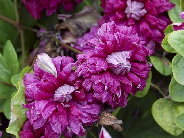 Clematis purpurea zajatie elegancia Clematis purpurea zajatie elegancia