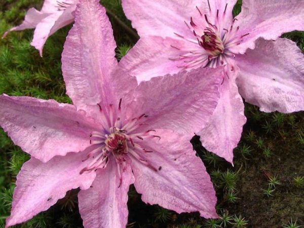 Hybrid Clematis hegley Hybrid Clematis hegley