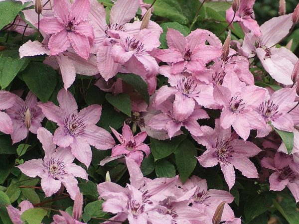 Fotografia s popisom odrody Clematis Hegley Hybrid Fotografia s popisom odrody Clematis Hegley Hybrid