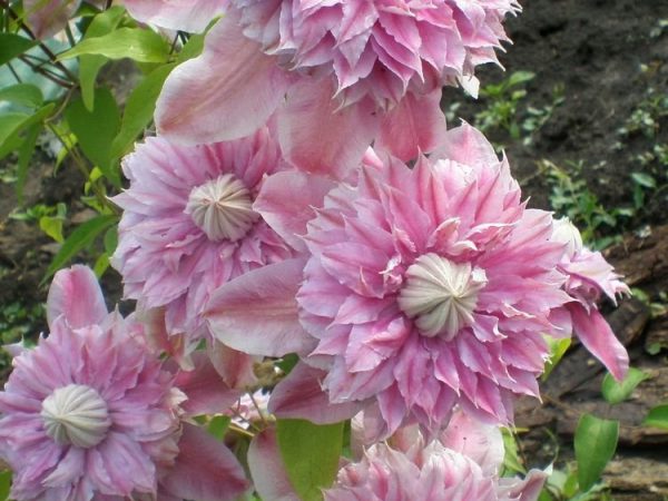 Clematis nevinný rumenec Clematis nevinný rumenec