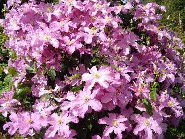 Odroda Clematis Comtesse de Boucher Odroda Clematis Comtesse de Boucher