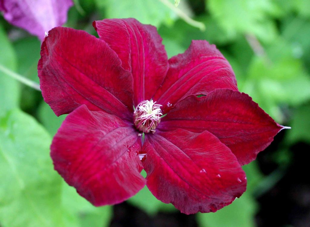 Kardinálny popis Clematis rouge Kardinálny popis Clematis rouge