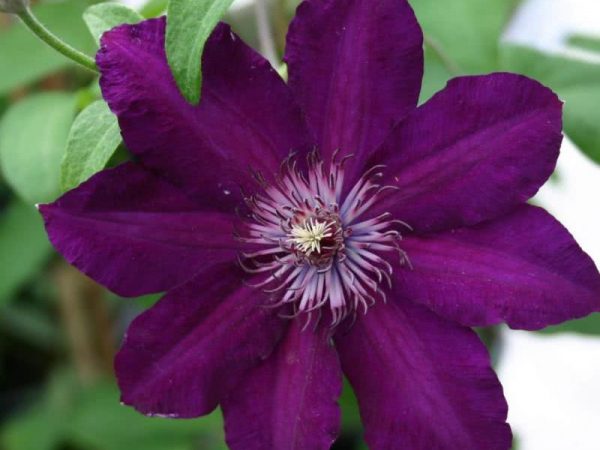 Stasik clematis Stasik clematis