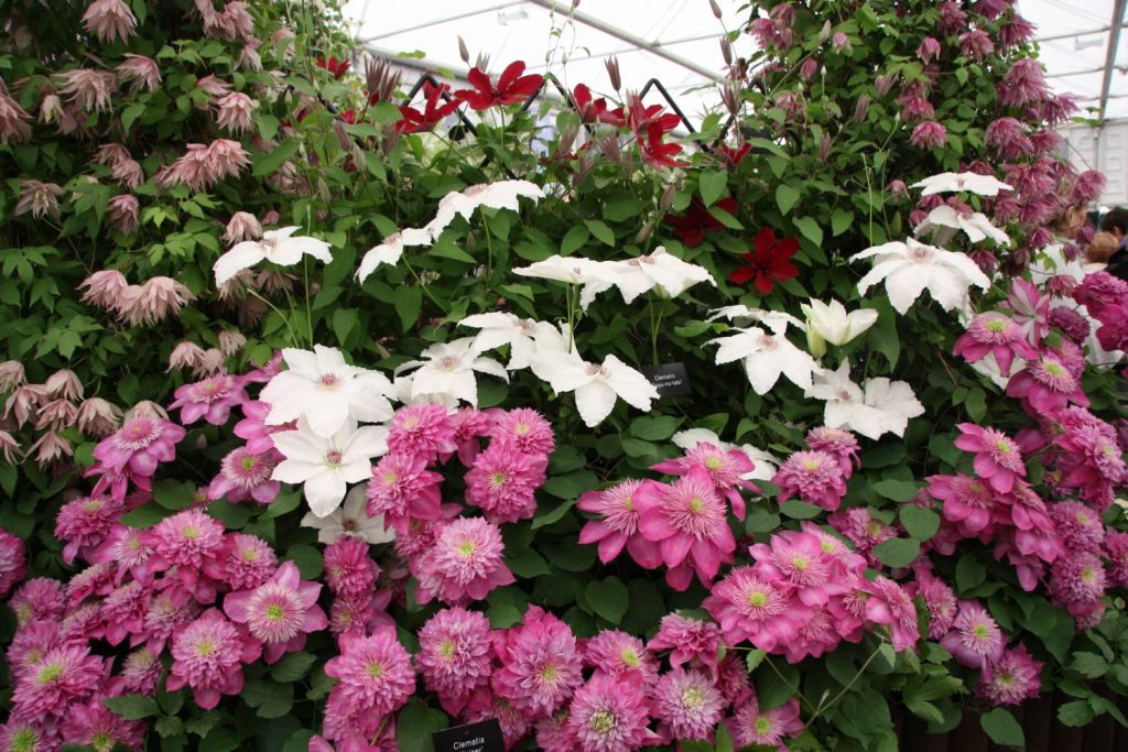 Výsadba a starostlivosť o Clematis Kaiser Výsadba a starostlivosť o Clematis Kaiser