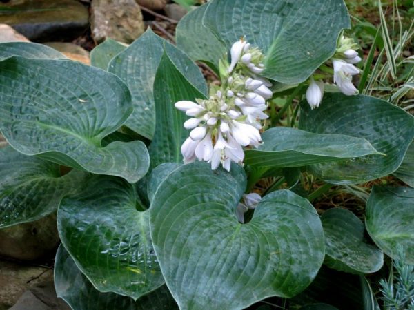 Anjel hosta Anjel hosta