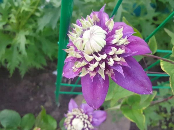 Popis odrody Clematis taiga Popis odrody Clematis taiga