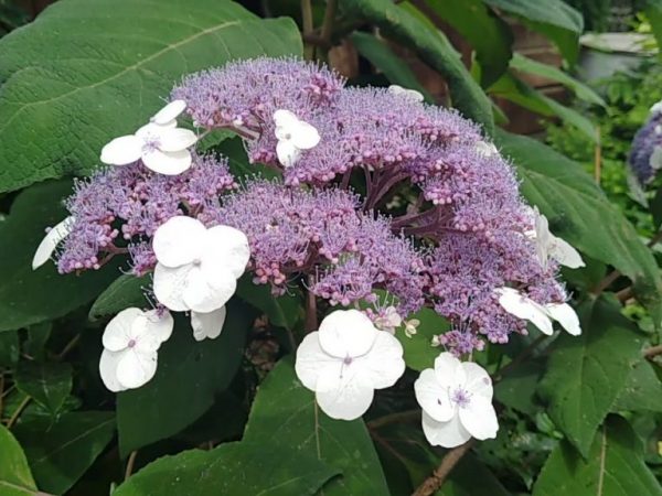 Hortenzia drsná Hortenzia drsná