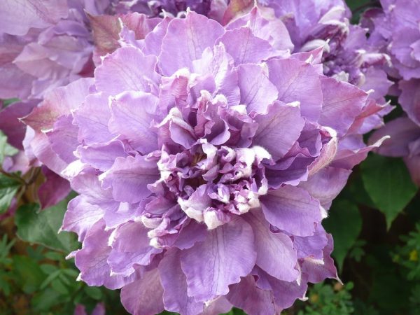 Clematis vyvyan pennell Clematis vyvyan pennell