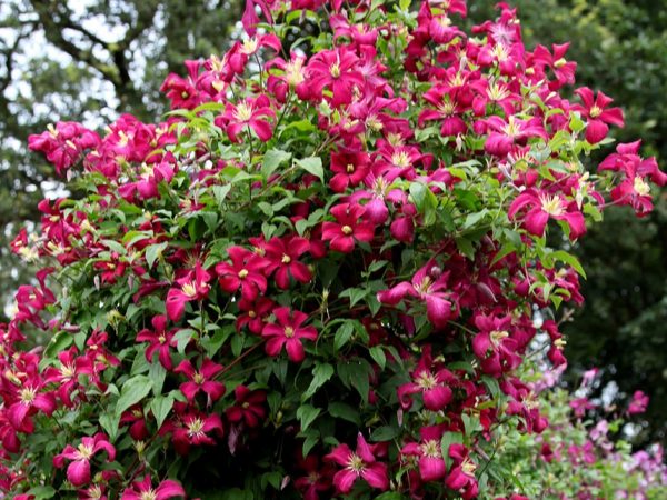 Clematis Madame Julia Correvon Popis
