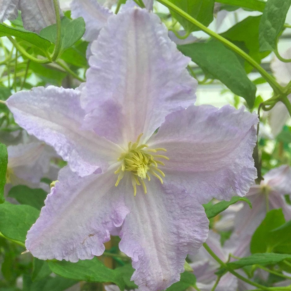 Clematis blekitny aniol Clematis blekitny aniol