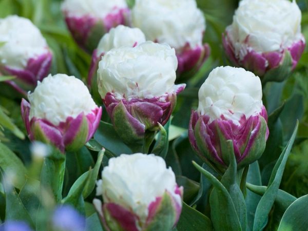 Fotka zmrzliny tulipánov Fotka zmrzliny tulipánov
