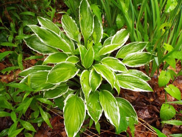 Hosta Guacamole Hosta Guacamole