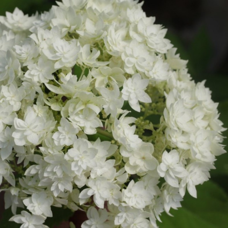 Hayes starburst hortenzia Hayes starburst hortenzia