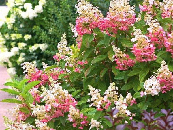 Hydrangea paniculata ružová dáma Hydrangea paniculata ružová dáma