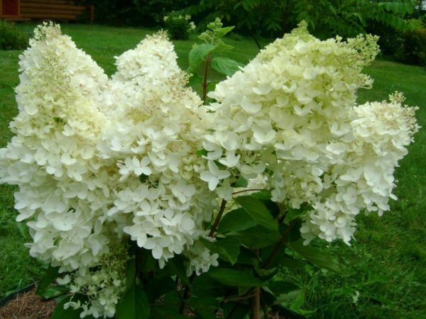 Hortenzia malá vápenná fotografia Hortenzia malá vápenná fotografia