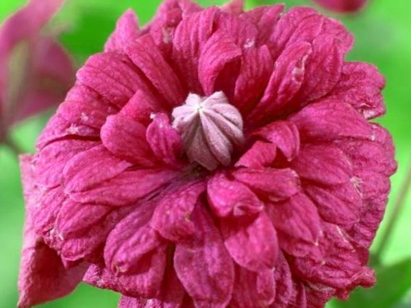 Clematis purpurea elegancia