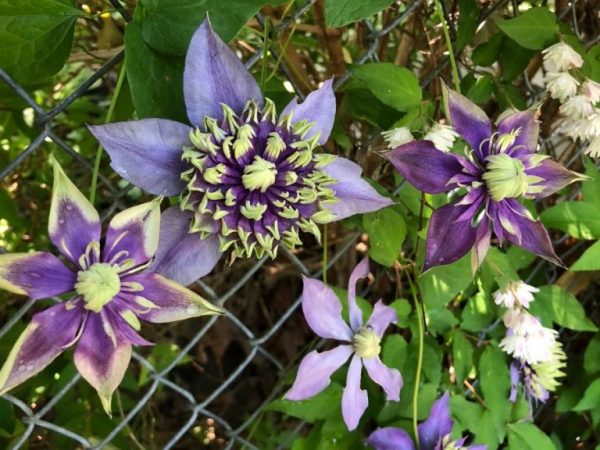 Clematis taiga foto a popis Clematis taiga foto a popis